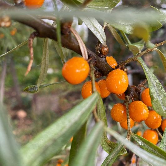 Australian Botanicals
